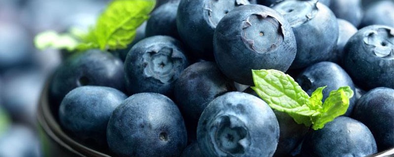 蓝莓可以自己种吗