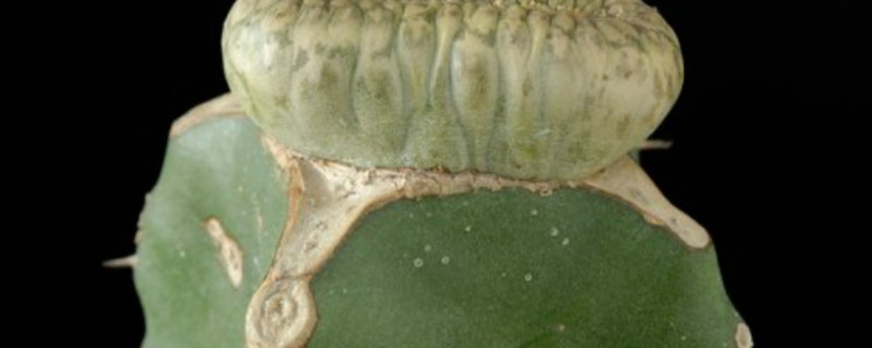 圆锥麒麟长什么样
