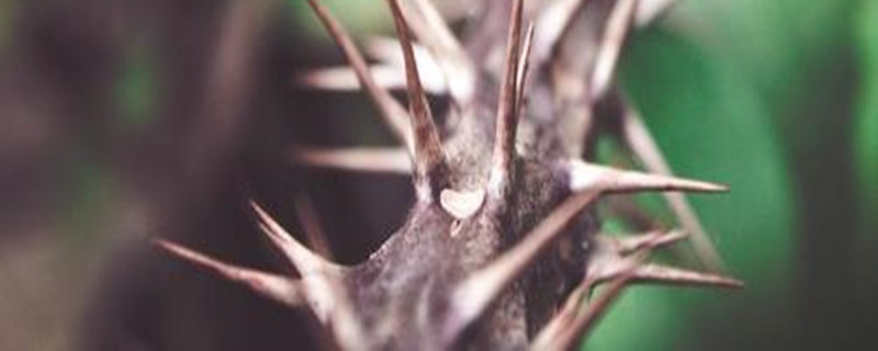 多刺大戟烂根表现