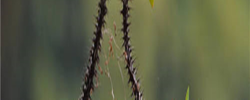 多刺大戟烂根怎么办