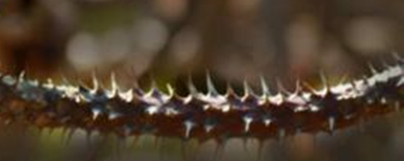 多刺大戟修剪方法