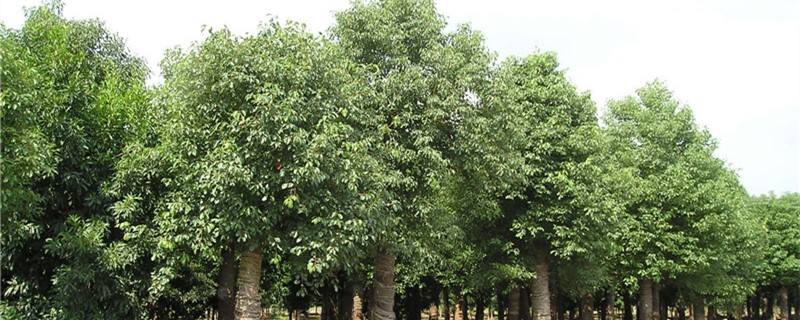 大叶女贞树的种植技术