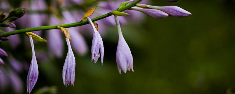 紫萼有哪些病虫害，应如何防治