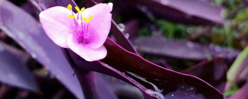 紫鸭跖草有哪些病虫害，应如何防治