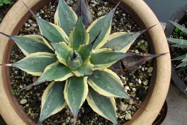 吉祥天锦 Agave fuachucensis ‘Variegata’