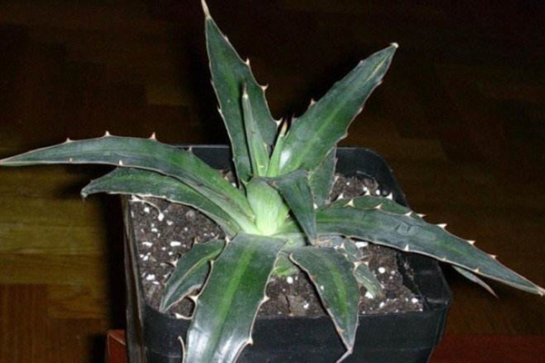 白瓷炉 Agave lophantha var. poselgeri