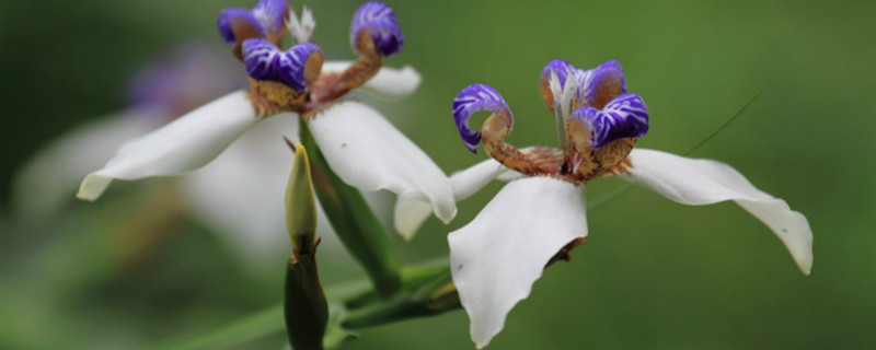 巴西鸢尾兰怎么养多开花