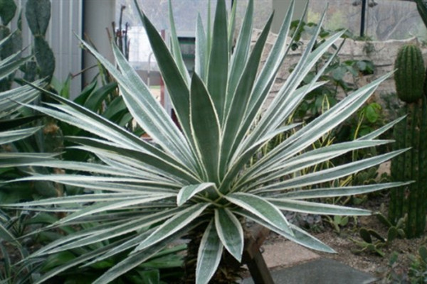 八荒殿 Agave macroacantha