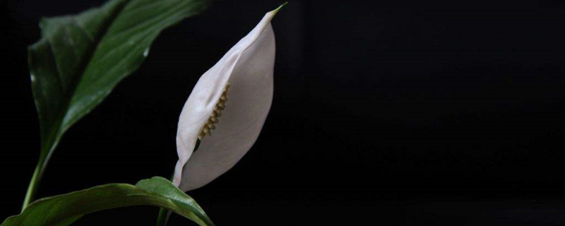 白掌花是观叶型花吗