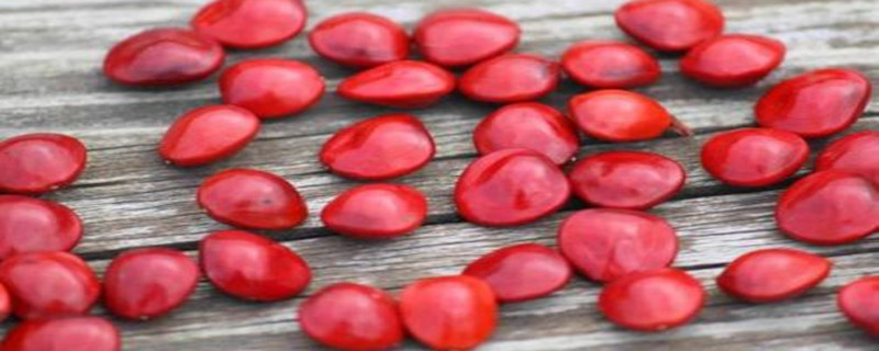 海红豆有哪些病虫害，应如何防治