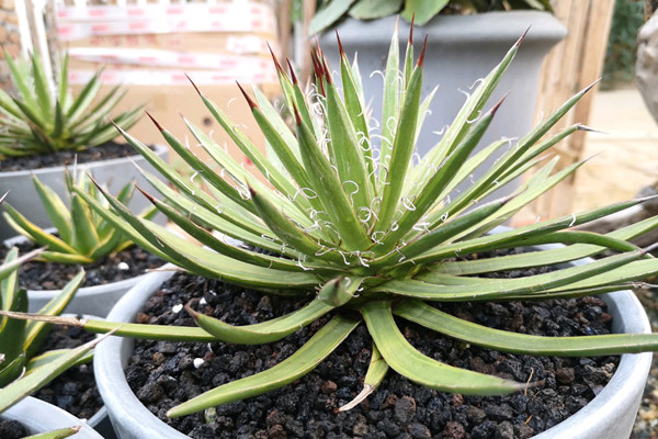 王妃白丝中斑 Agave schidigera ‘Variegata’