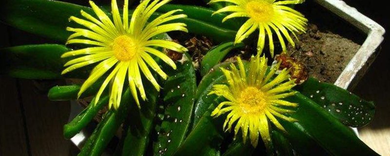 宝绿浇水要浇透吗