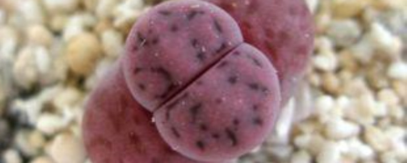 福寿玉是什么属