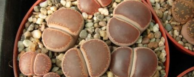 日轮玉施肥方法