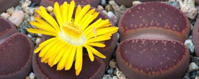 日轮玉浇水过多怎么办