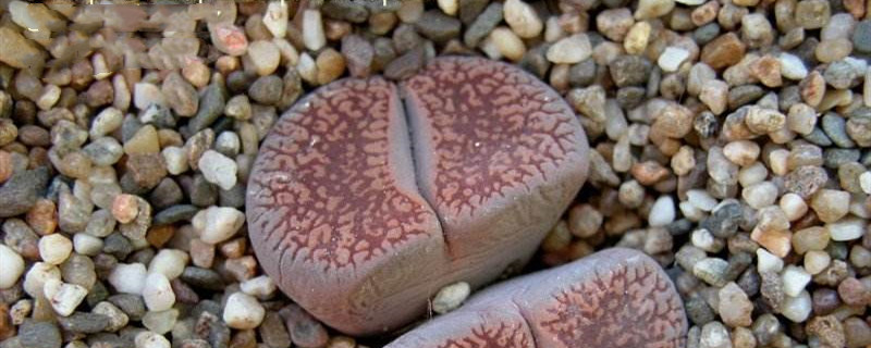 日轮玉几天浇一次