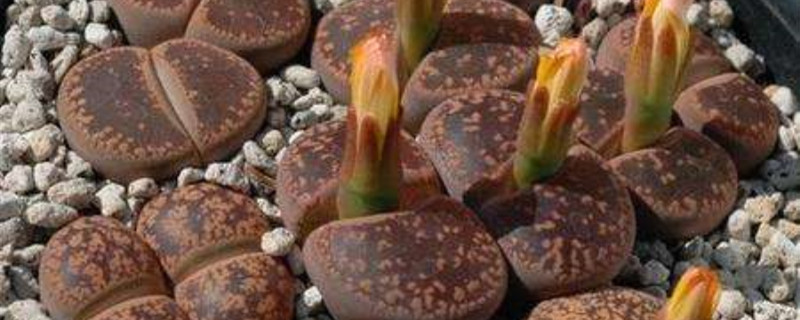 日轮玉养护温度