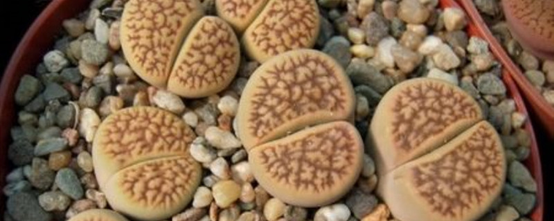 日轮玉怎么度夏