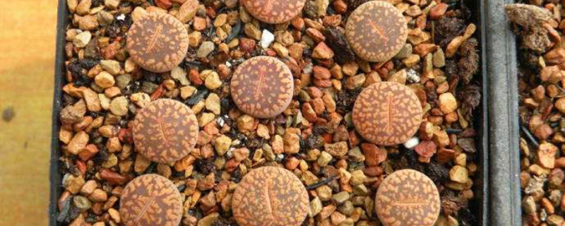 日轮玉什么颜色