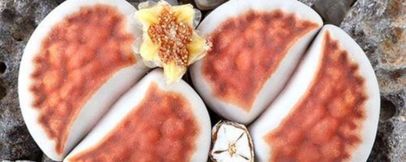 日轮玉的生长环境