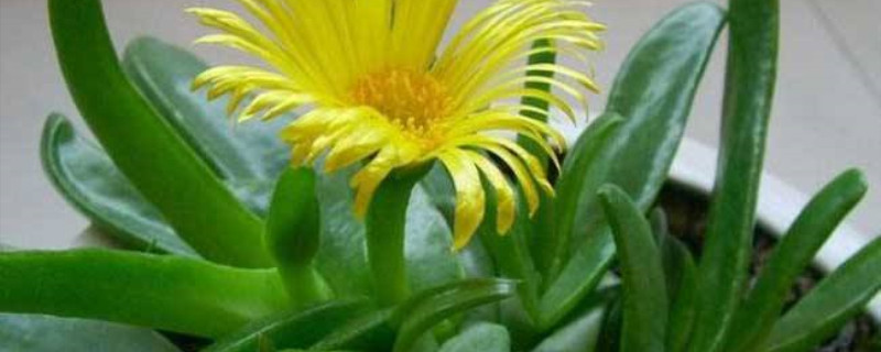 宝绿怎么养成老桩