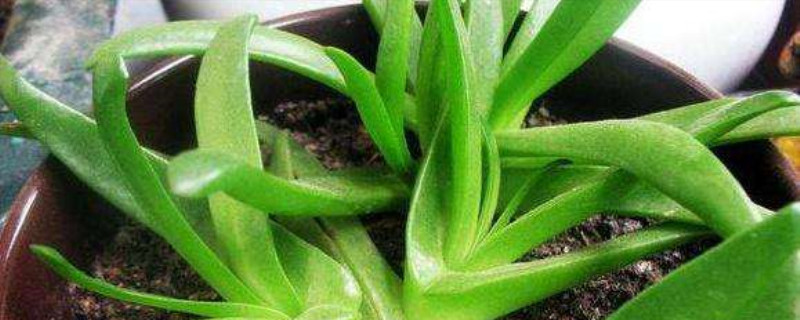 宝绿开花怎么办