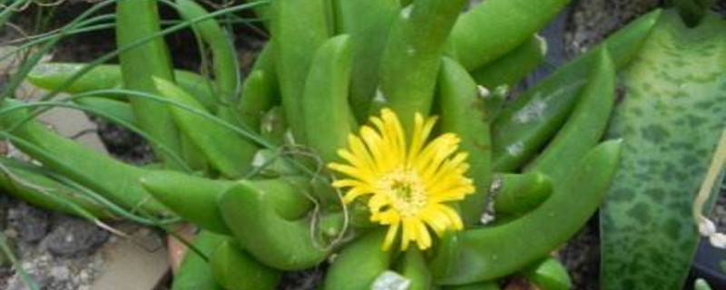 宝绿开花会死吗