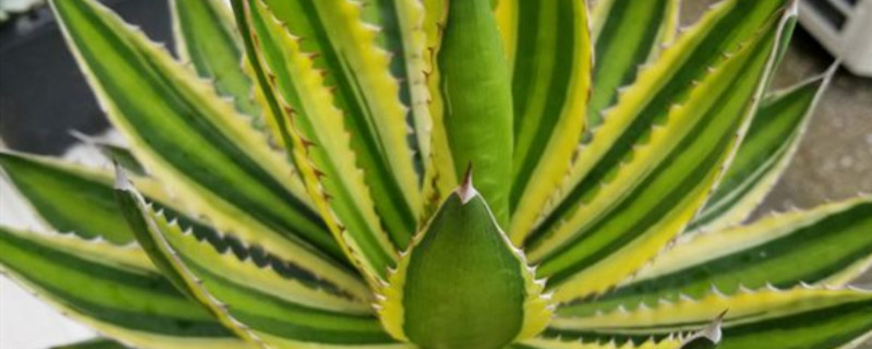 五色万代锦长什么样