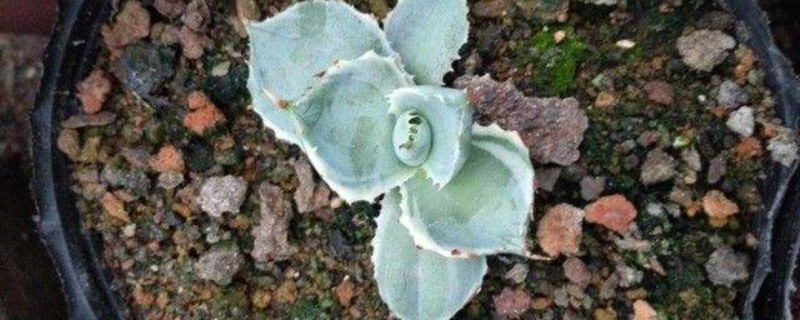 甲蟹春季养护方法