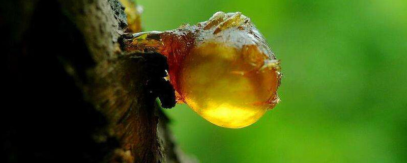 刚从树上摘下来的桃胶可以吃吗