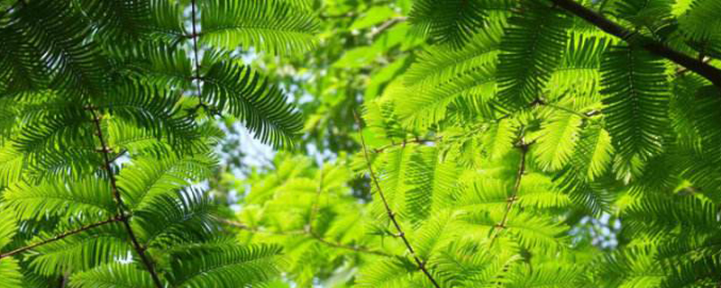 水杉是什么植物类别