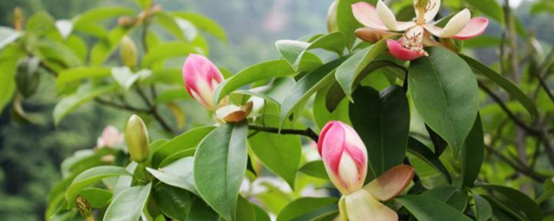 木兰科植物的主要特征