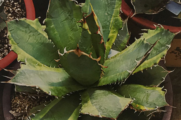 仁王冠锦 Agave titanota ‘Variegata’