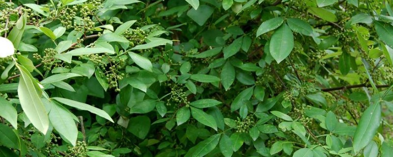 花椒摘心时间 花椒摘心时间