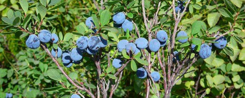 蓝莓树什么样子