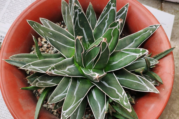 笹之雪 Agave victoriae-reginae