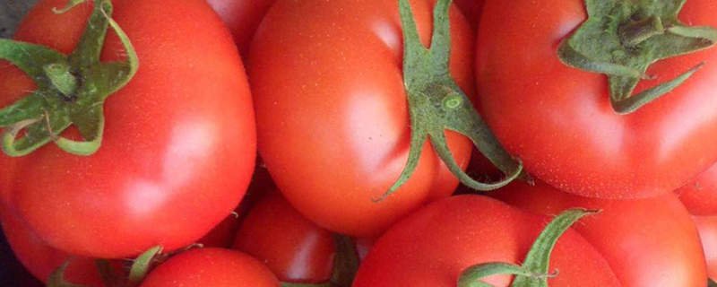 西红柿有虫吃了怎么办