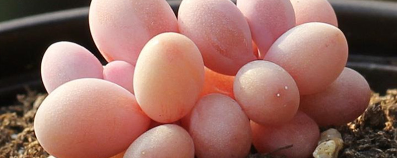 桃蛋怎么养成粉色