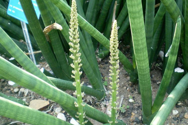 圆叶虎尾兰 Sansevieria cylindrica
