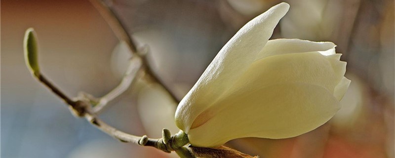 白玉兰的花开多久