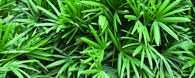 竹子是草本植物吗
