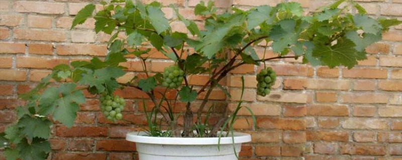盆栽葡萄浇水最佳时间
