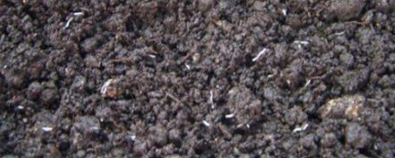 养花的土里有白色的虫是什么 养花的土里有白色的虫是什么
