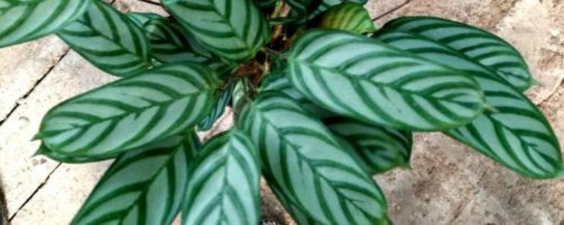 为什么套盆养花会漏