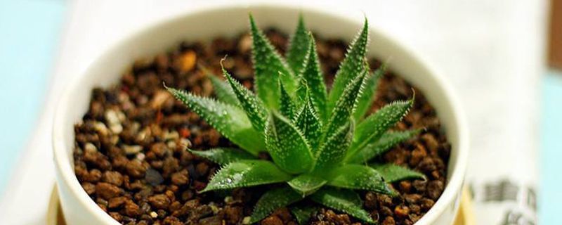 为什么不能用太大的盆养花