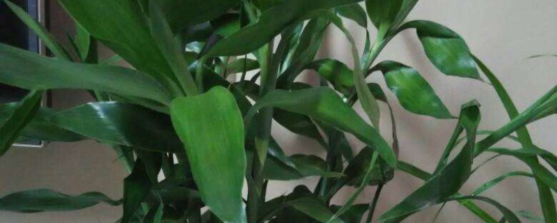 观叶植物新叶子褶皱怎么回事