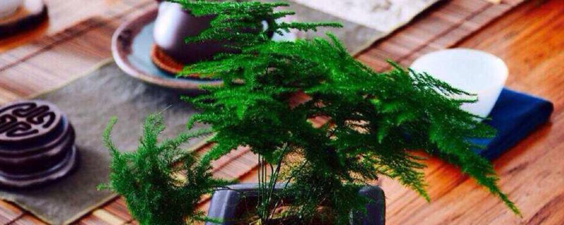 观叶植物室内养法