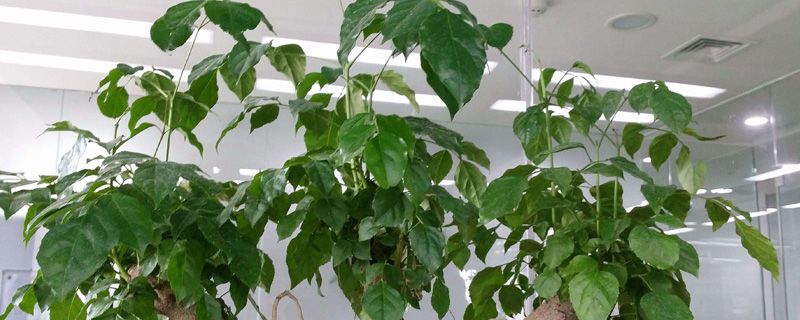 观叶植物叶子发黄怎么回事