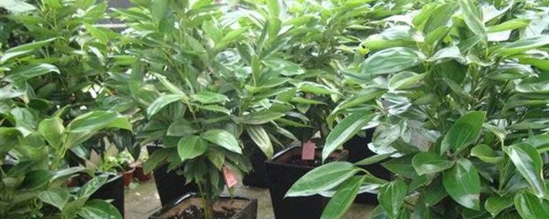 哪些观叶植物喜阴 哪些观叶植物喜阴