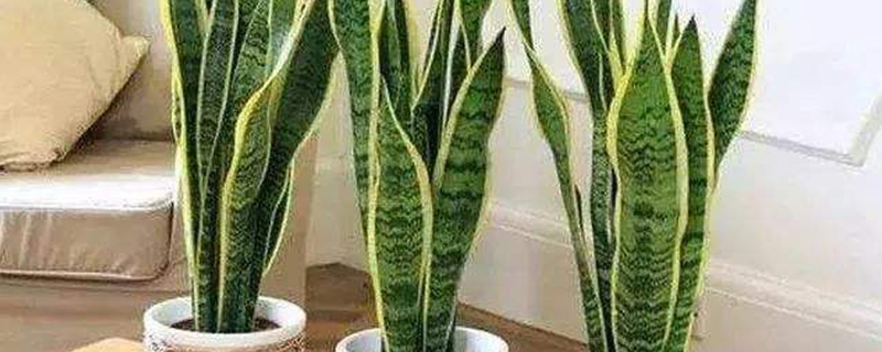 水培观叶植物有哪些